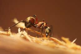 Image de Polyrhachis bihamata (Drury 1773)