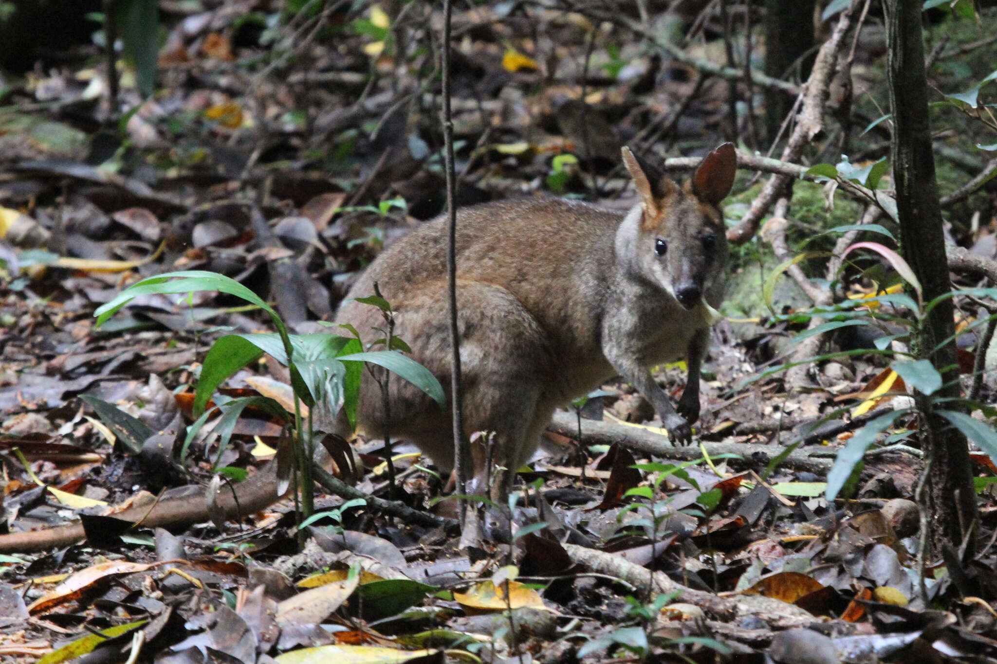 Image of Red-legged Pademelon