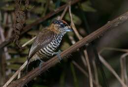 Image of Ochre-collared Piculet