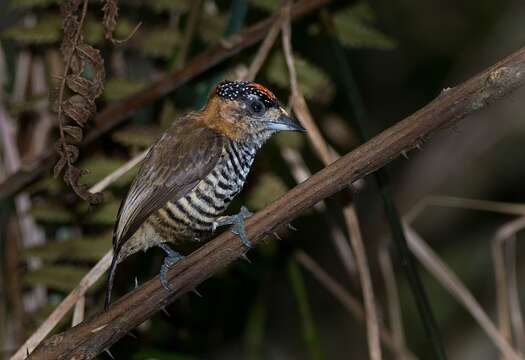 صورة Picumnus temminckii Lafresnaye 1845