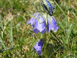 Image of Alpine Bellflower