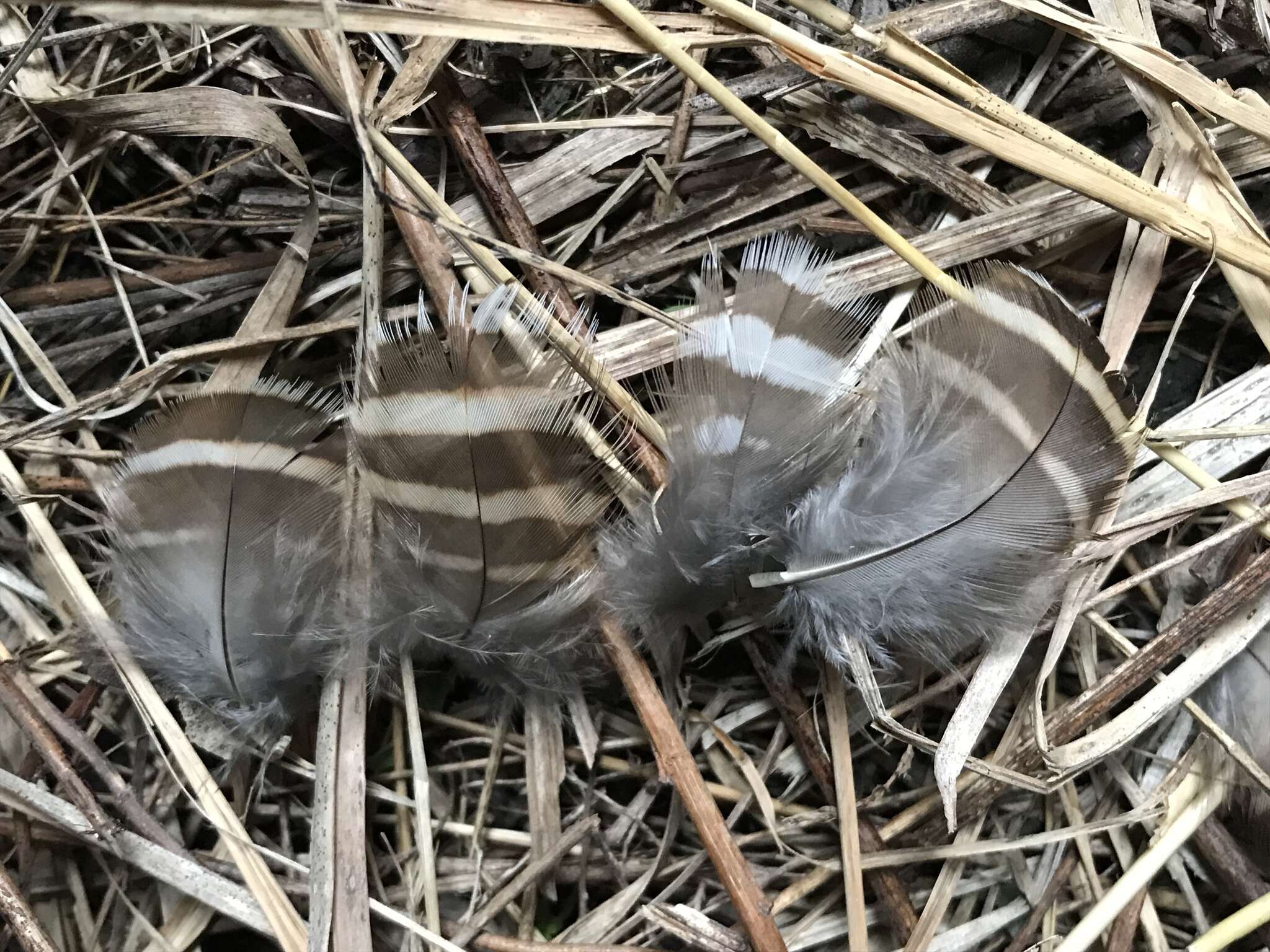 Image of Greater Prairie-chicken