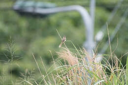 Plancia ëd Prinia inornata flavirostris (Swinhoe 1863)