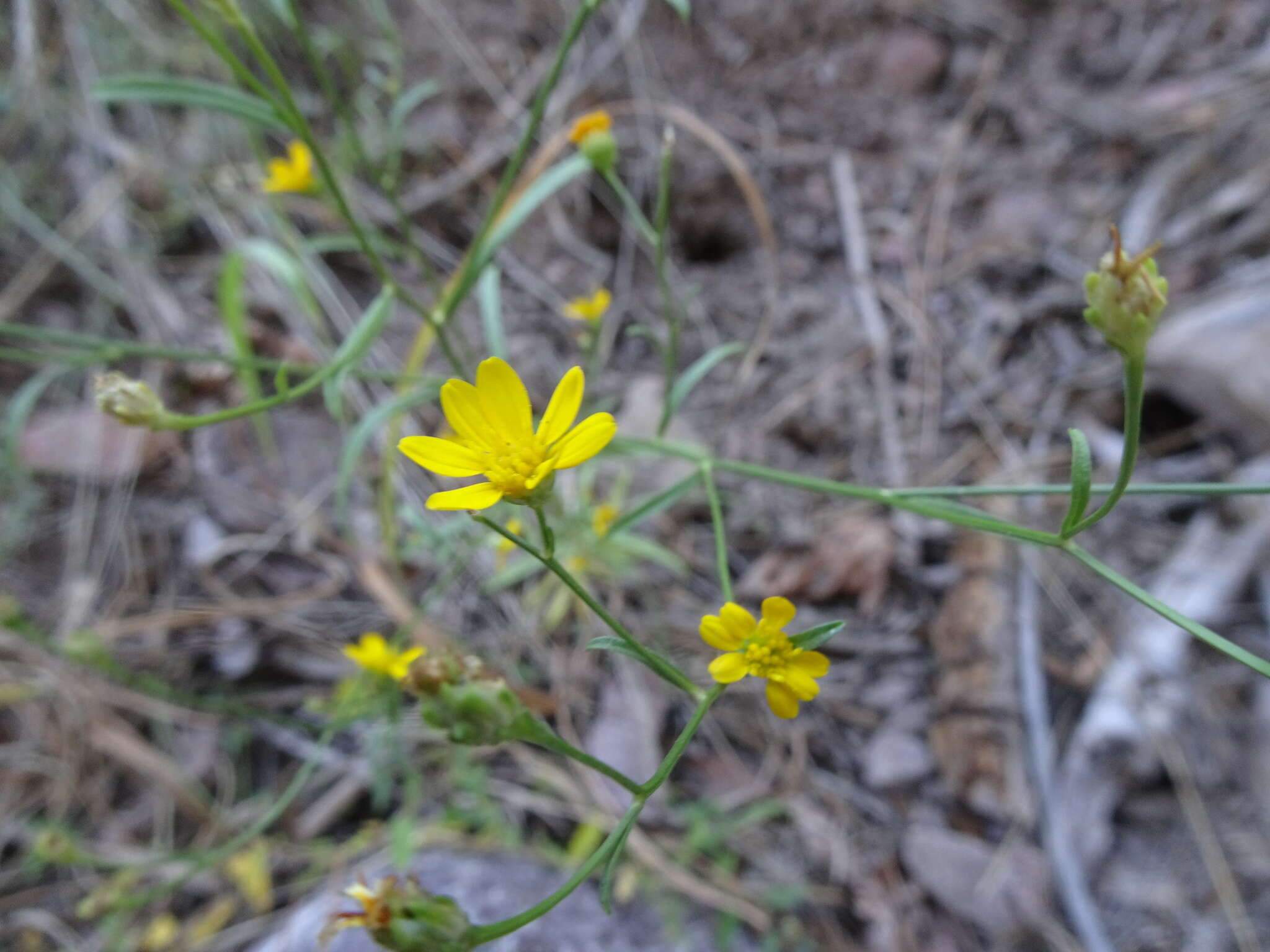 Image of Wright's snakeweed