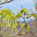 Imagem de <i>Acer <i>grandidentatum</i></i> var. grandidentatum