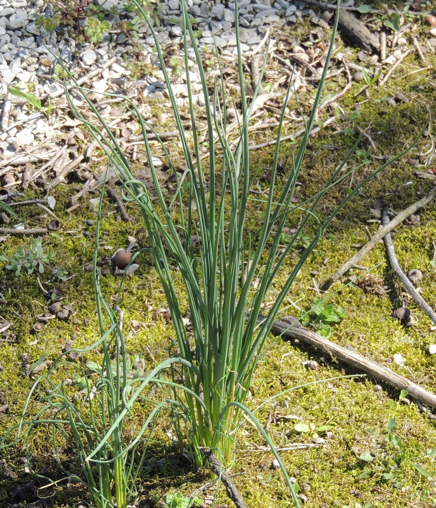 Sivun <i>Allium <i>schoenoprasum</i></i> subsp. schoenoprasum kuva