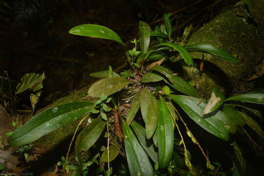 Слика од Stelis deregularis Barb. Rodr.