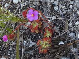 Drosera xerophila的圖片