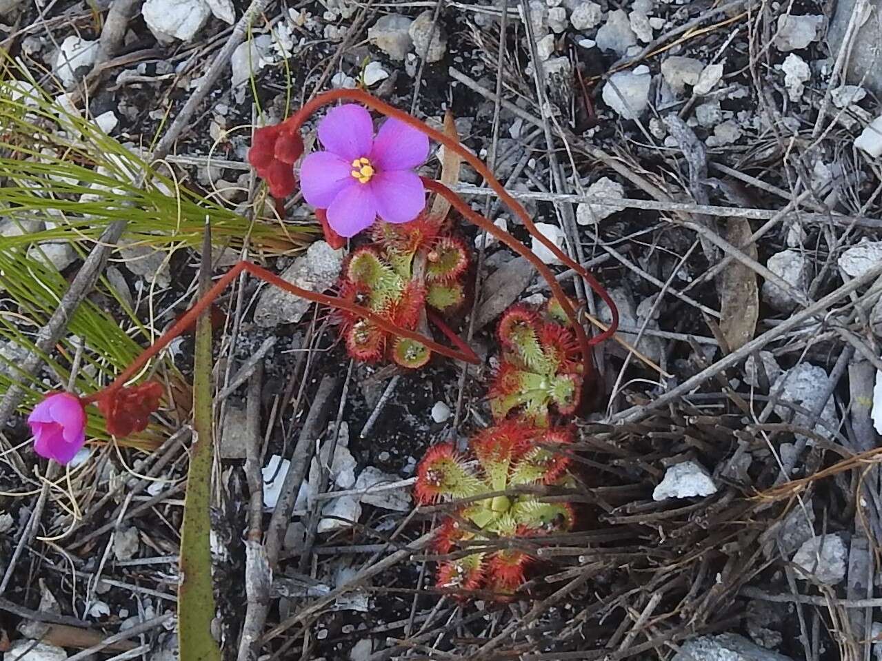 Drosera xerophila的圖片