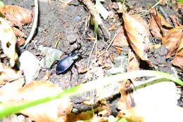 Image of Carabus (Eucarabus) catenulatus Scopoli 1763