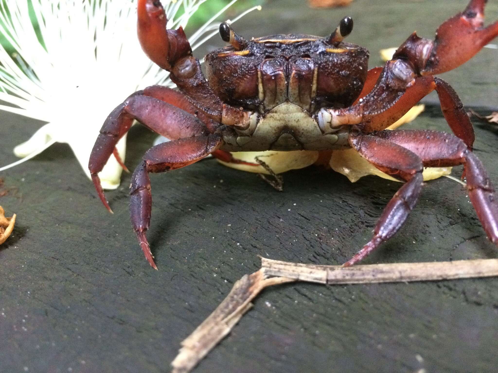 Image of Natal River Crab