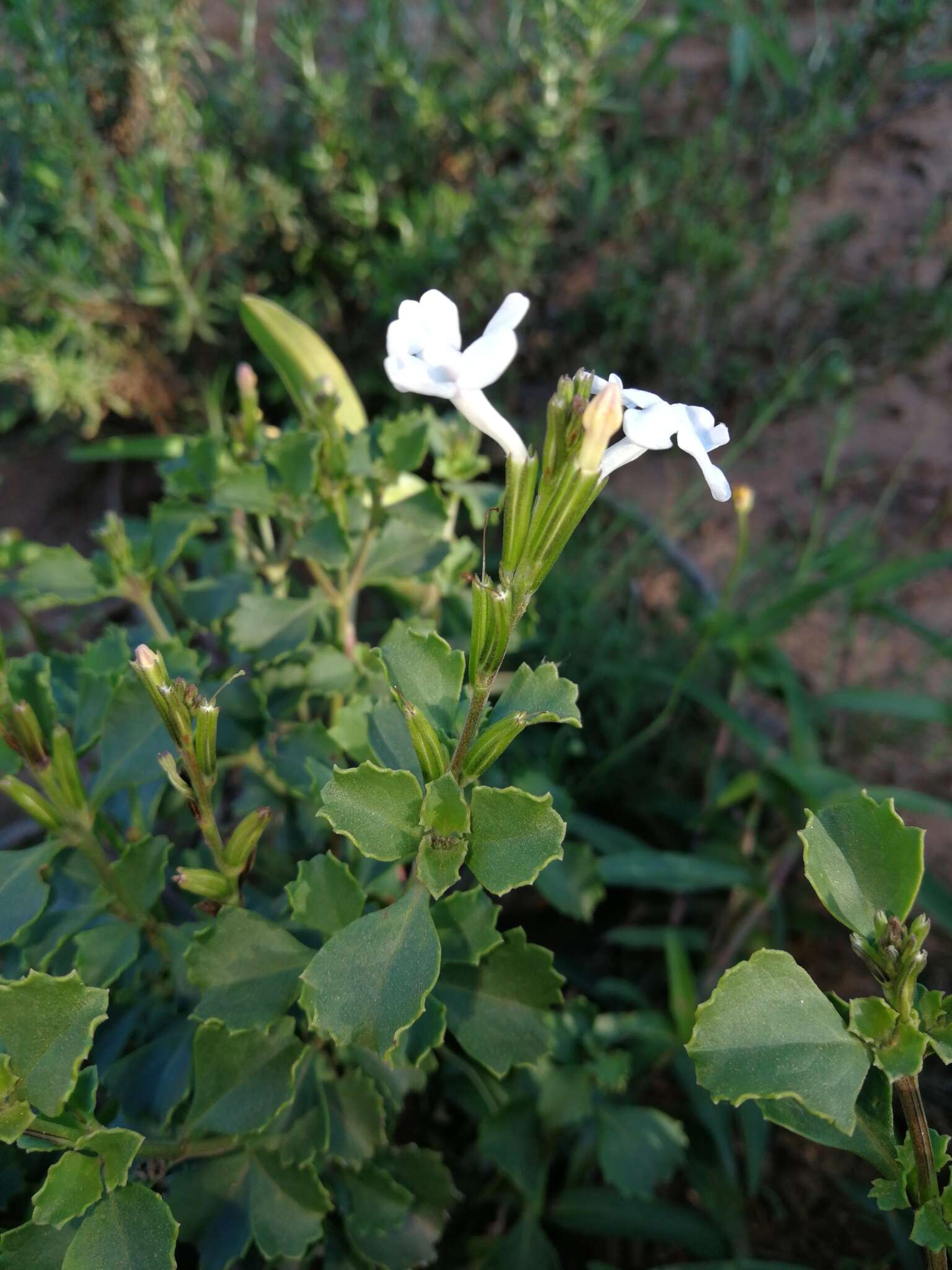 Plancia ëd Chascanum cuneifolium (L. fil.) E. Mey.