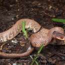 Слика од Asthenodipsas vertebralis (Boulenger 1900)