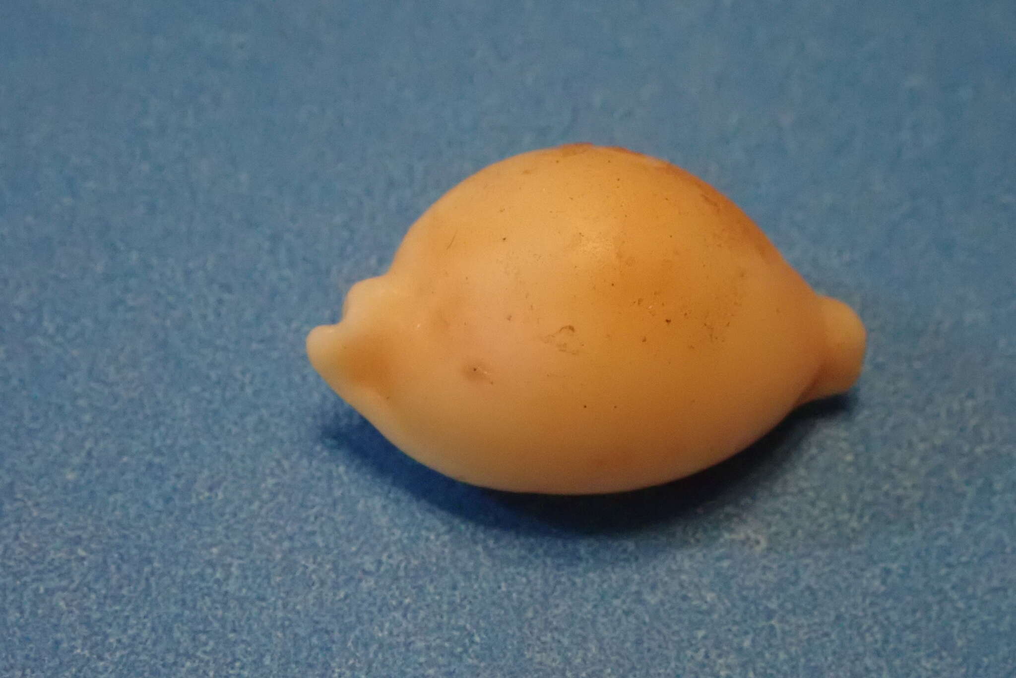 Image of treblespotted cowrie