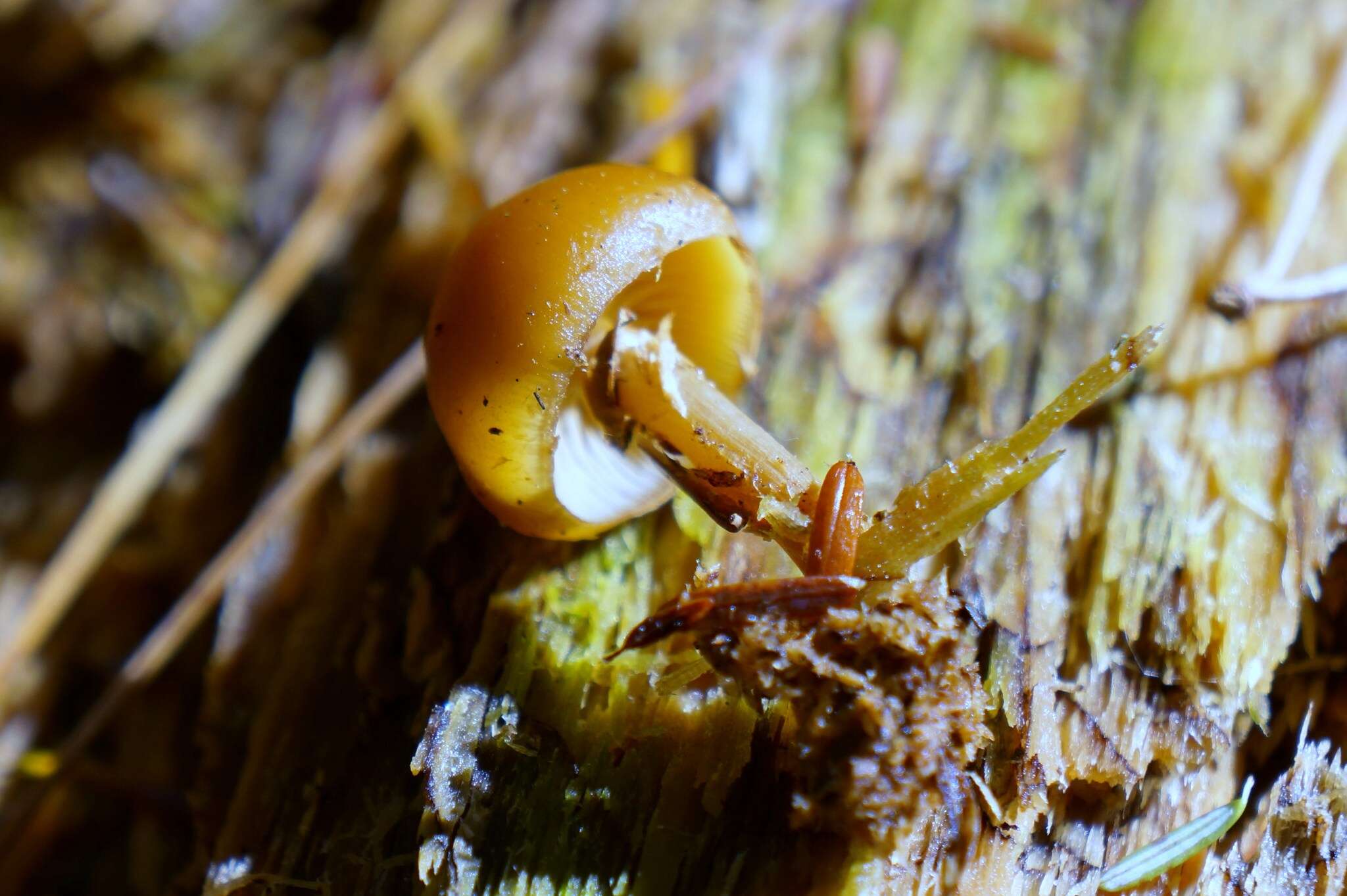 Image of Galerina marginata (Batsch) Kühner 1935