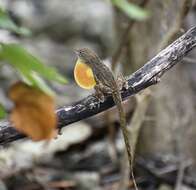 Image of Anolis jubar oriens Schwartz 1968