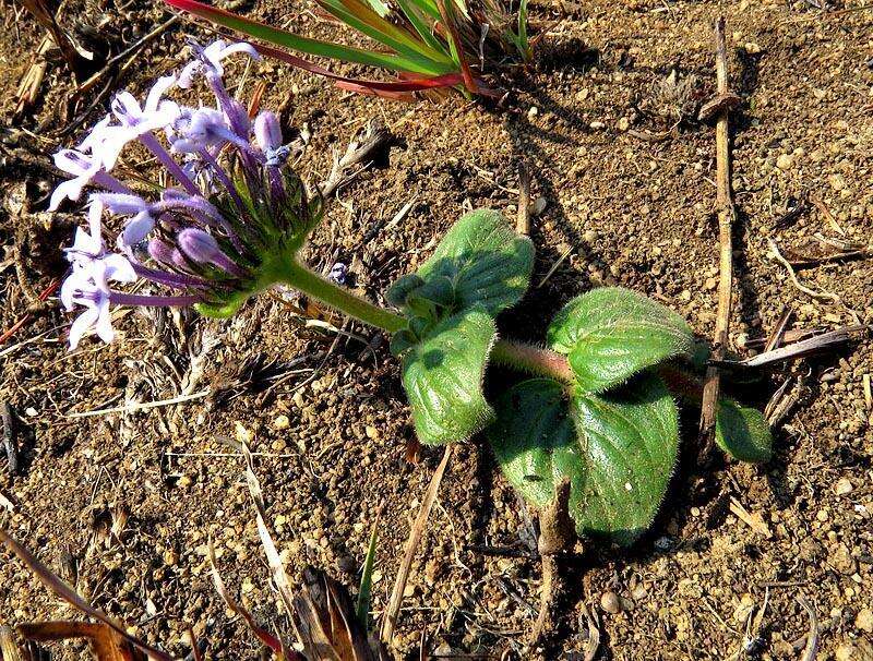 Image of Pentanisia prunelloides subsp. latifolia (Hochst.) Verdc.