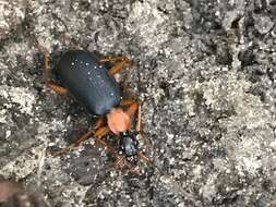 Image of Galerita (Progaleritina) bicolor (Drury 1773)