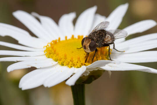 صورة Miltogramma aurifrons Dufour 1850