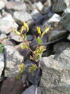 Image of Corydalis ochotensis Turcz.