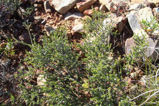 Image of Phylica rogersii Pillans