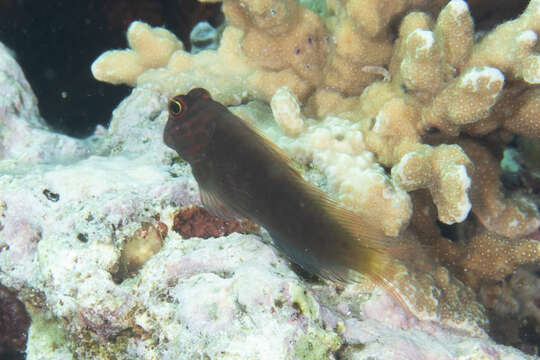 Image of Red-streaked Blenny