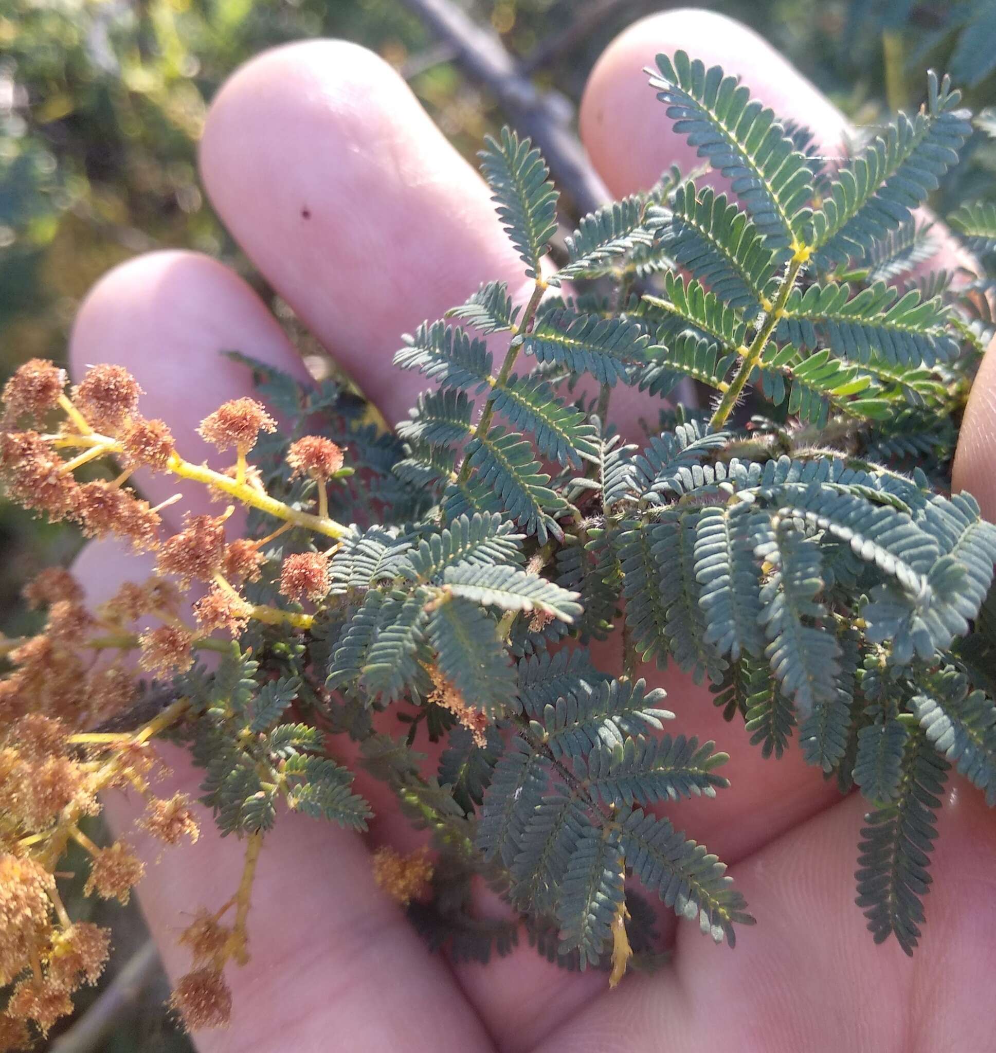 Sivun Acacia pubescens (Vent.) R. Br. kuva