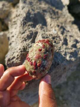 Image of measled cowrie