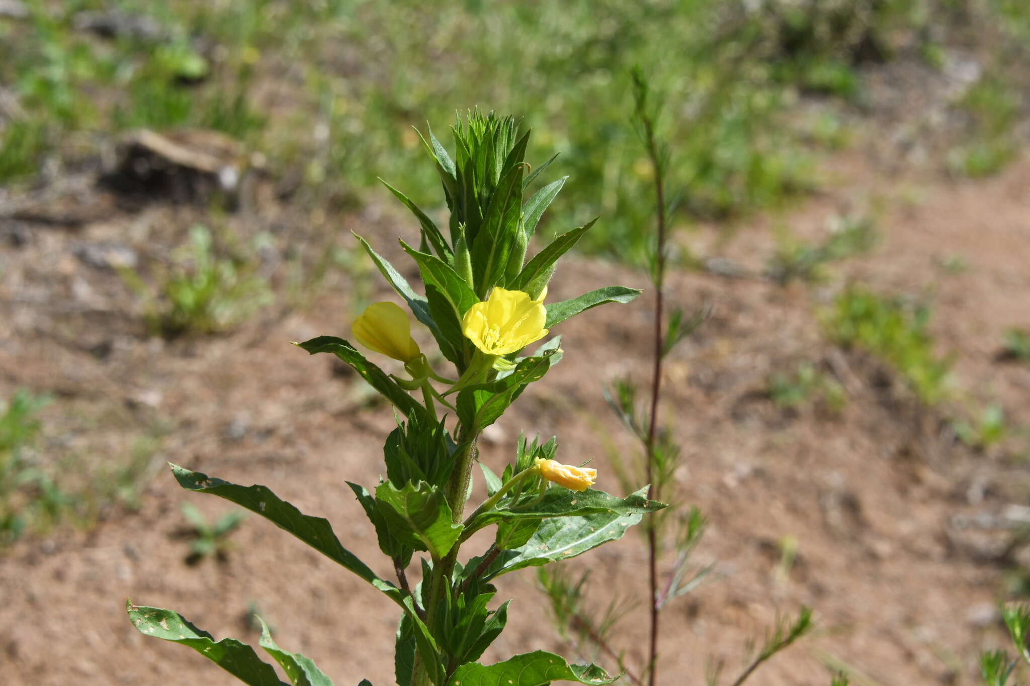 Oenothera rubricaulis Klebahn resmi