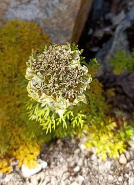 Image de Hymenidium brunonis (Wall. ex DC.) Lindl.