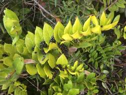 Griselinia scandens (Ruiz & Pav.) Taub.的圖片