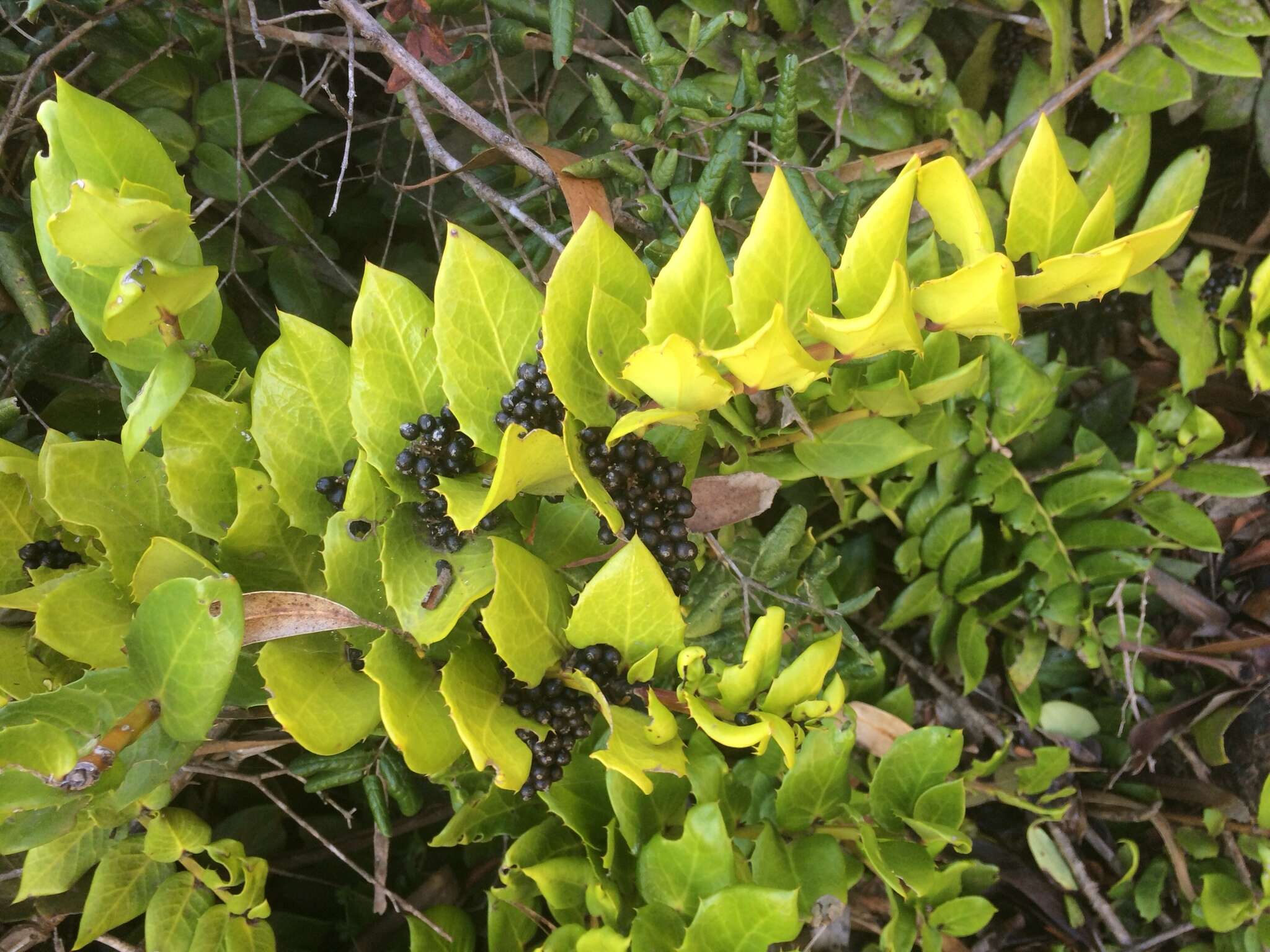 Griselinia scandens (Ruiz & Pav.) Taub.的圖片