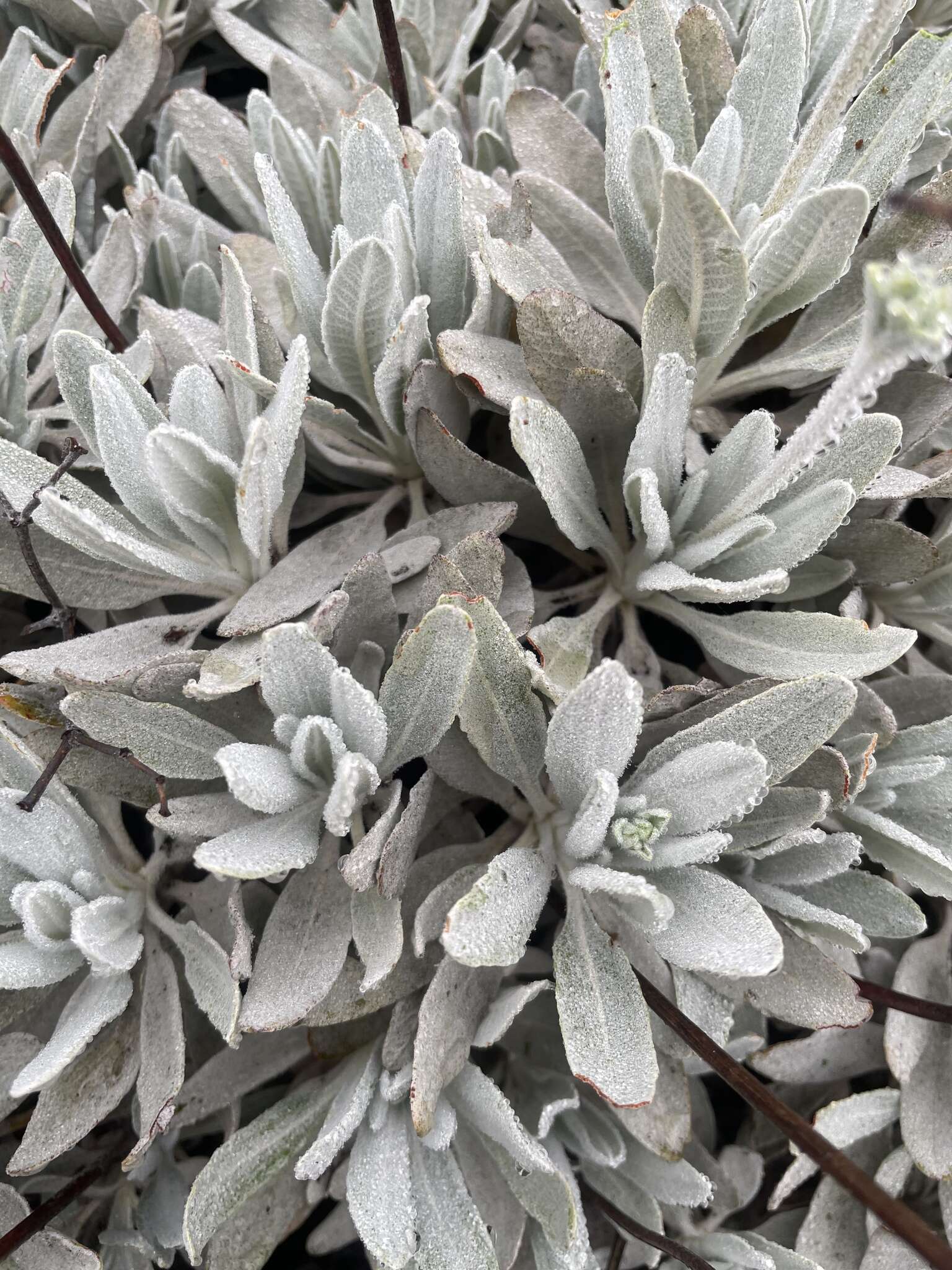 Imagem de Eriogonum giganteum var. formosum K. Brandegee