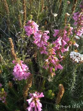 Image of Erica abietina subsp. constantiana E. G. H. Oliv. & I. M. Oliv.