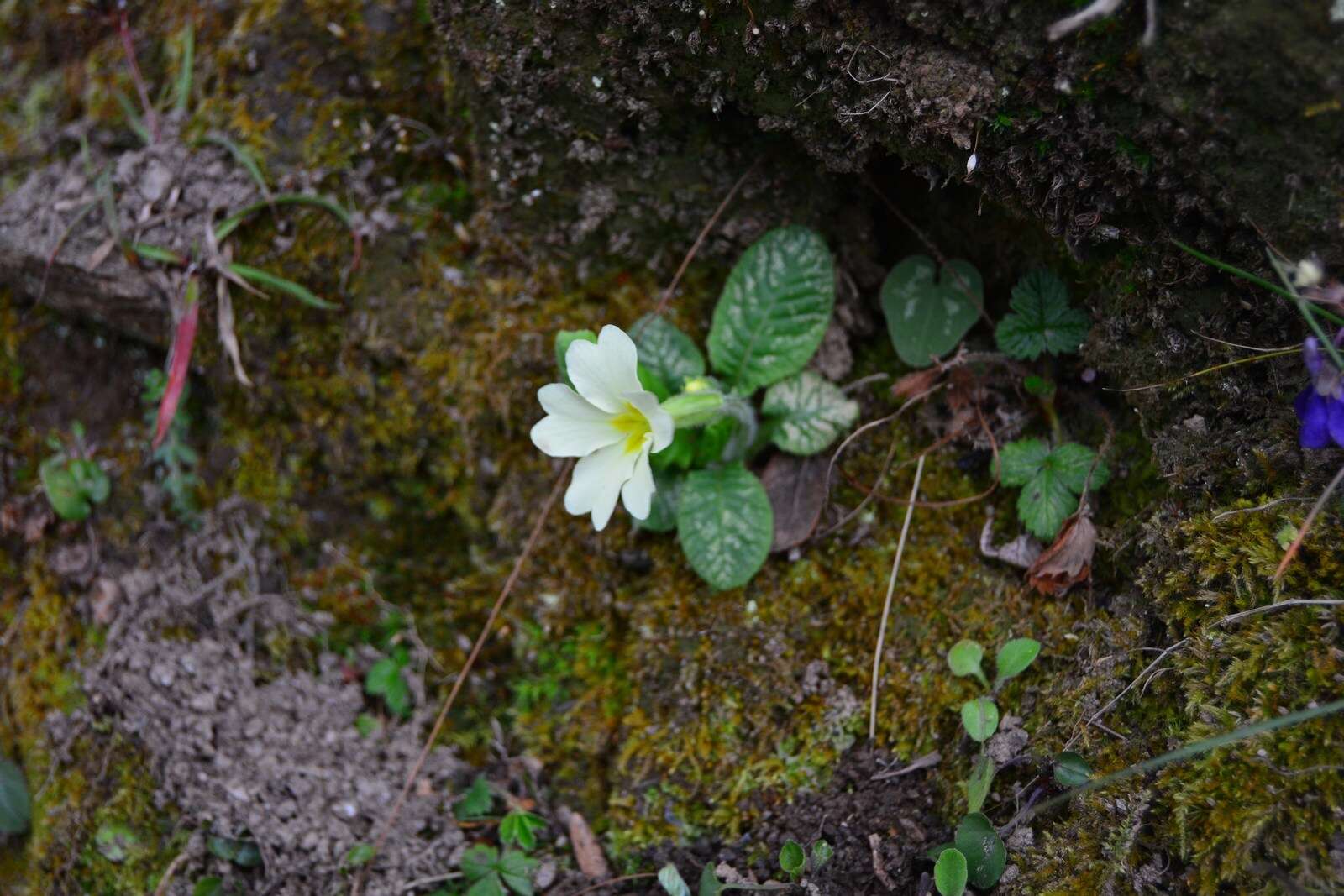 Image of Primrose