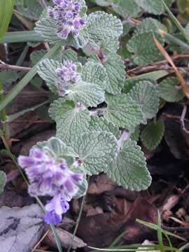 Image of Nepeta racemosa subsp. racemosa