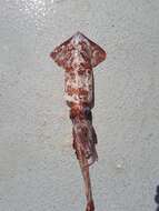 Image of Schoolmaster gonate squid