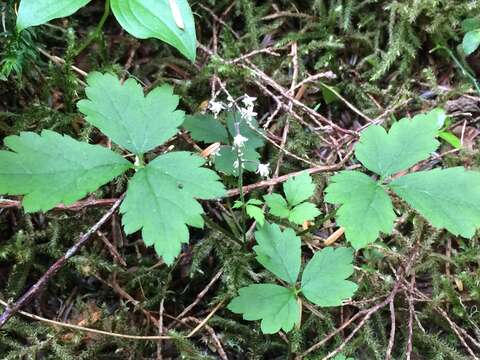 Imagem de Tiarella trifoliata L.