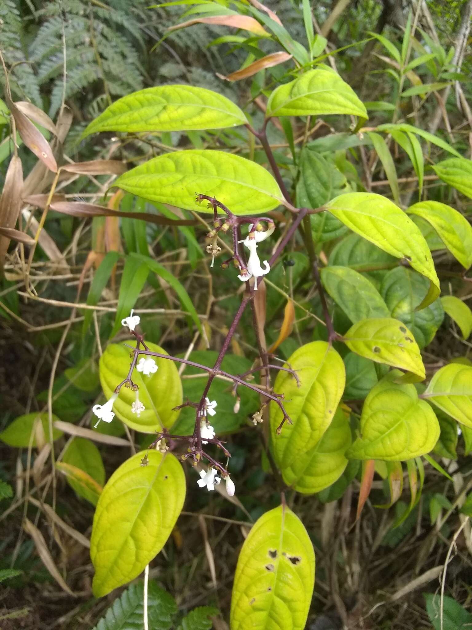 Image of nodding wild coffee