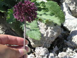 Image of broadleaf wild leek