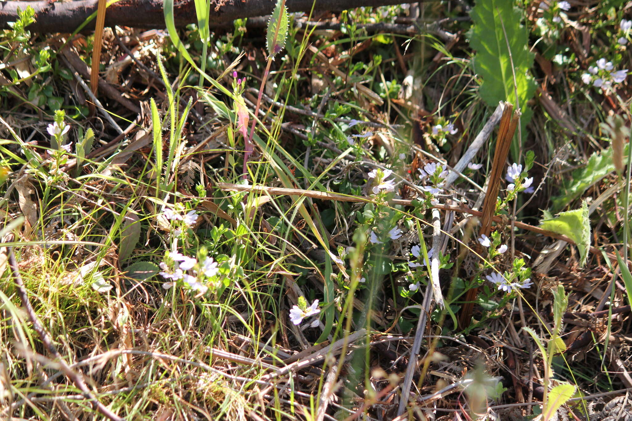 Image of Scaevola albida (Smith) Druce