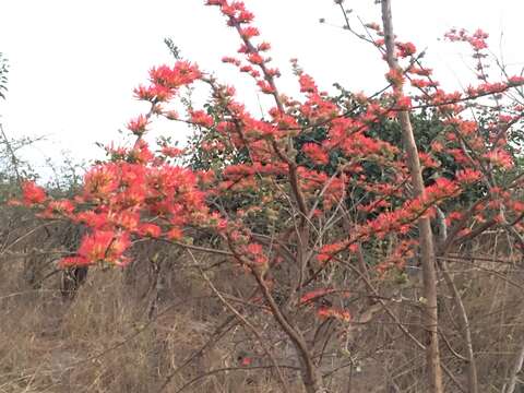 Image de Combretum paniculatum Vent.