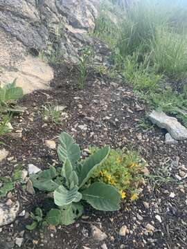 Corydalis curvisiliqua subsp. occidentalis (Engelm. ex A. Gray) W. A. Weber resmi