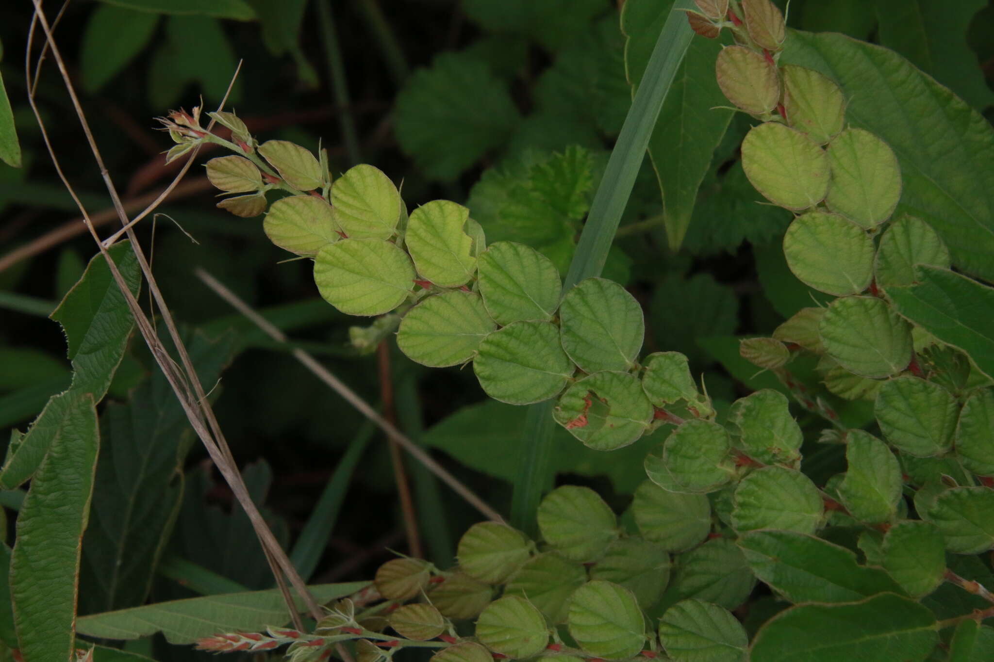 Image de Phyllodium pulchellum (L.) Desv.