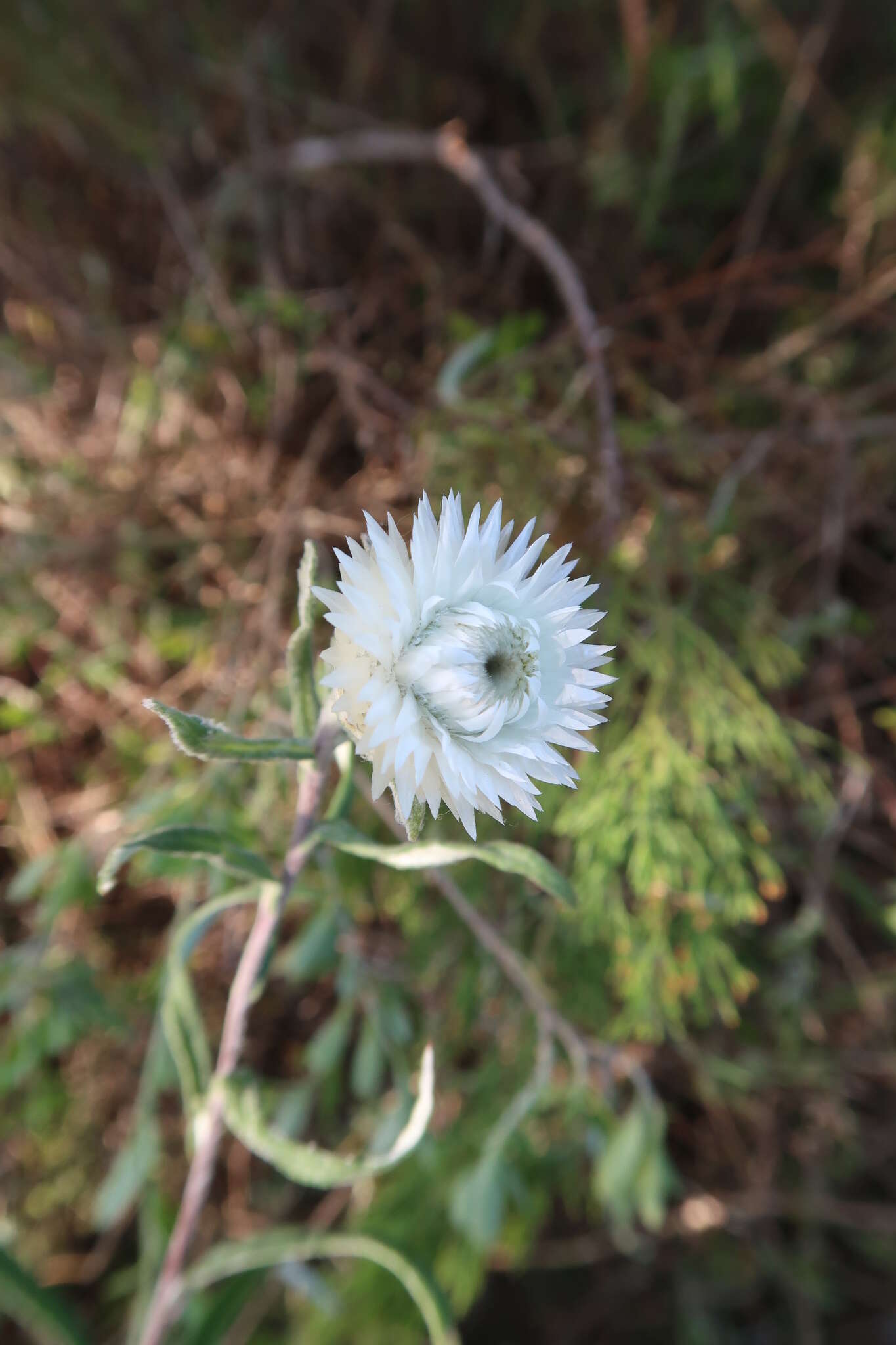 Слика од Helichrysum leucopsideum DC.