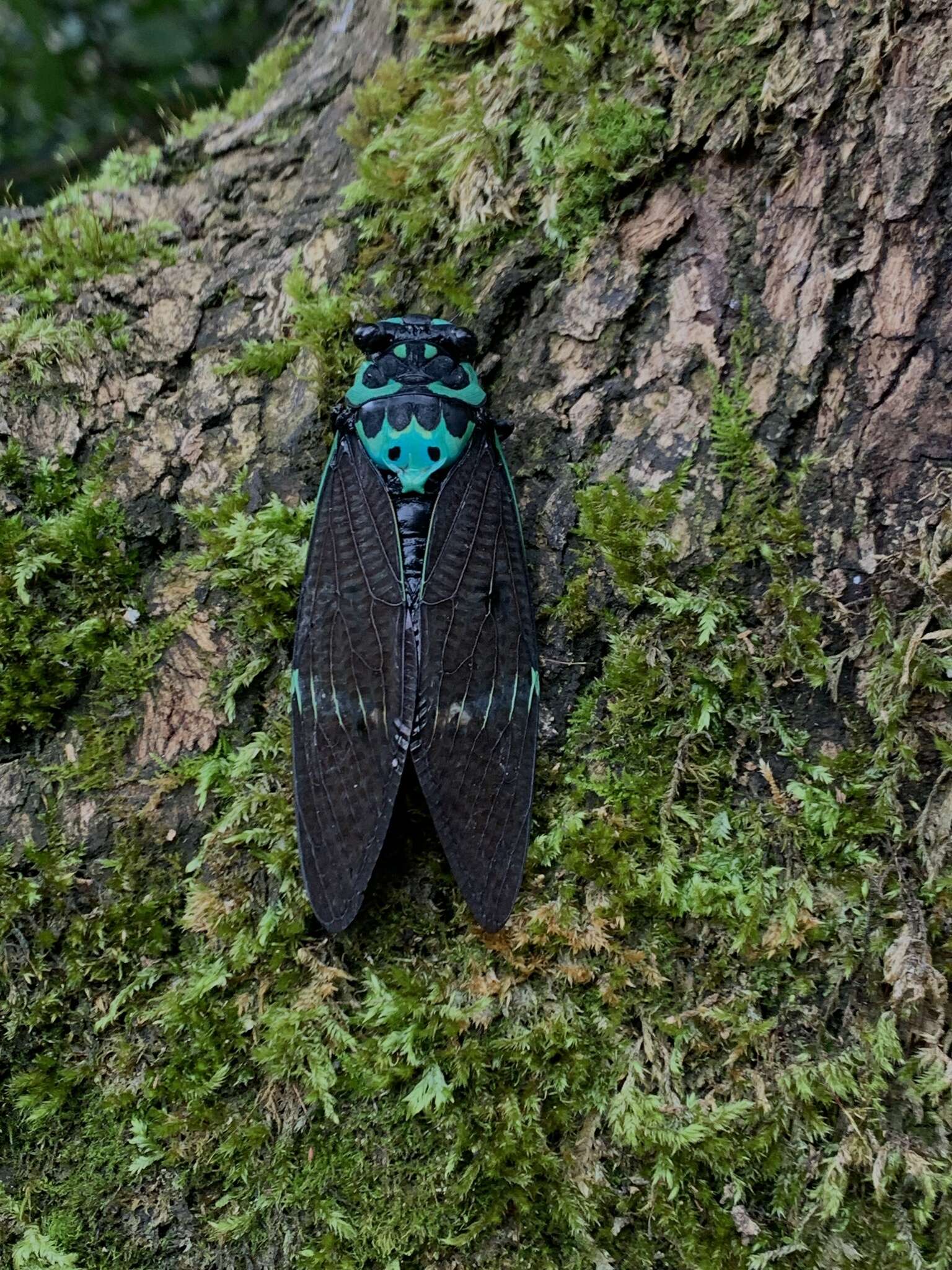 Image of Formotosena seebohmi (Distant 1904)