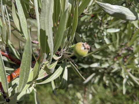 Plancia ëd Pyrus salicifolia Pall.