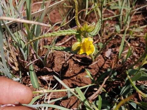 Image of Corchorus confusus Wild