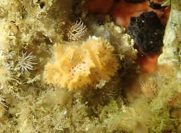 Image of Phidolopora pacifica (Robertson 1908)