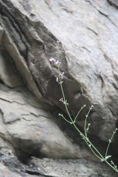 صورة Nepeta teucriifolia Willd.